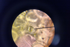 Mikroskopiranje